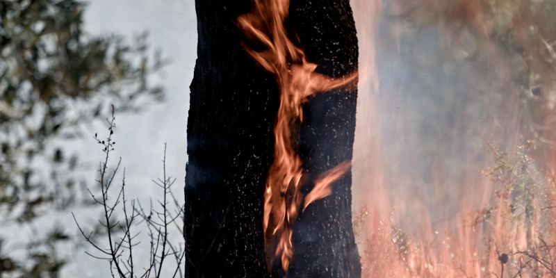 LADRONES DE FUEGO